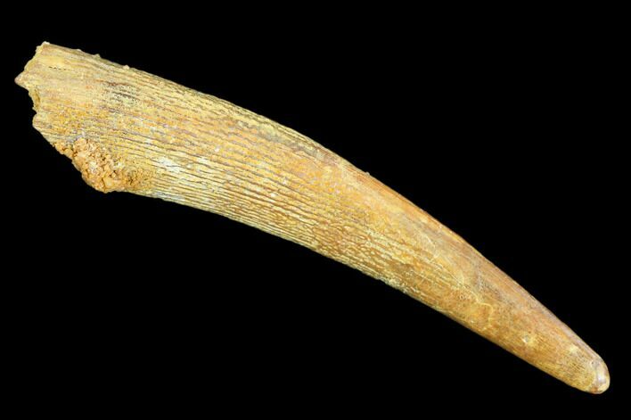 Pterosaur (Siroccopteryx) Tooth - Morocco #107943